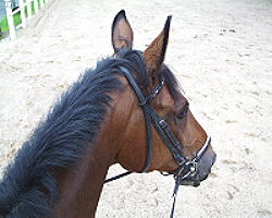 So siehst du mich vom Pferder�cken