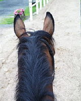 Schau mir durch die Ohren Kleines...