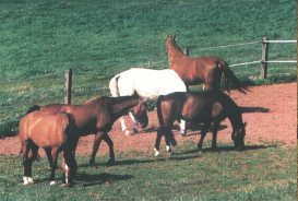 Einige unserer Grosspferde