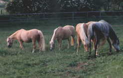 Ponygruppe auf der Weide